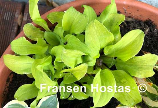 Hosta Sun Mouse